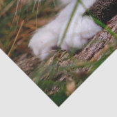 自然猫ティッシュペーパー 薄葉紙 (詳細)