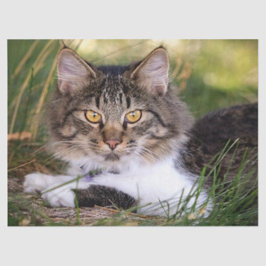 自然猫ティッシュペーパー 薄葉紙 (正面)