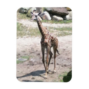 自然磁石のベビーキリン歩くの写真 マグネット