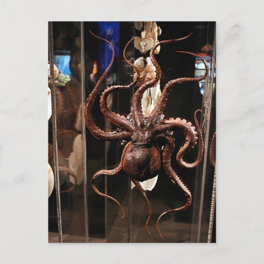 自然科学の郵便はがきのヒューストン博物館 ポストカード (正面)