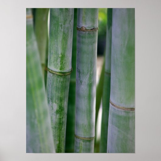 自然竹禅の背景カスタマイズテンプレート ポスター (正面)