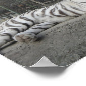 自然美しいベンガル白い虎の写真 ポスター (角)