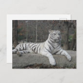 自然美しいベンガル白い虎の写真 ポストカード (正面/裏面)