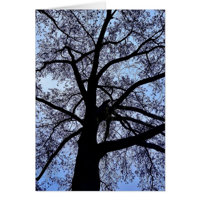 自然美しい (正面)