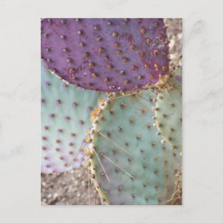 自然美しい...素晴らしいサボテンの色… ポストカード