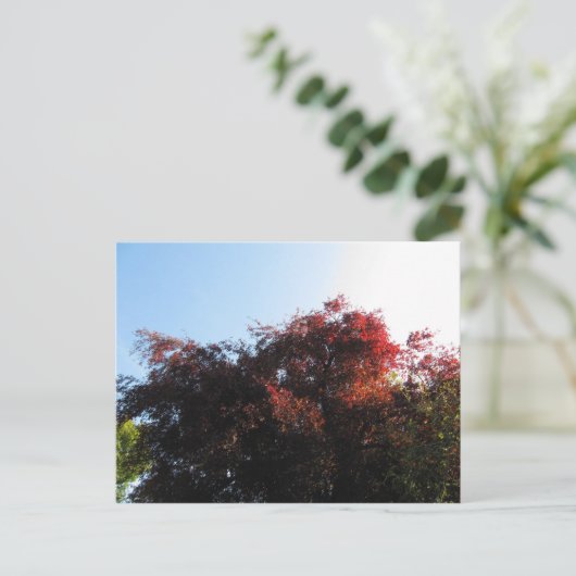 自然色 ポストカード (スタンド正面)