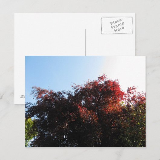 自然色 ポストカード (正面/裏面)