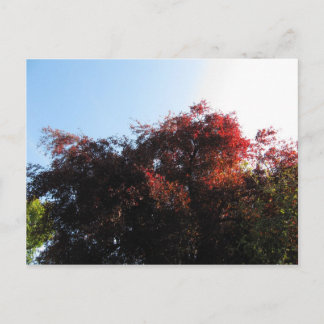 自然色 ポストカード