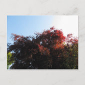 自然色 ポストカード (正面)