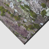 自然苔リチェンカモフラージュ写真 薄葉紙 (詳細)