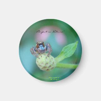 自然賞に最適 マグネット