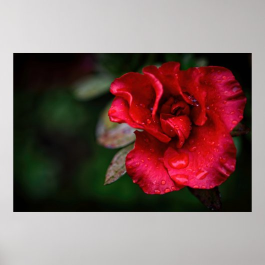 自然赤花自然写真ポスター ポスター (正面)