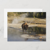 自然野生動物写真アメリカバイソンイエローストーン ポストカード (正面/裏面)
