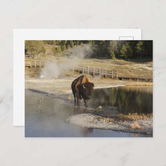 自然野生動物写真アメリカバイソンイエローストーン ポストカード (正面/裏面)