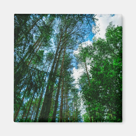 自然風景林ベラルーシ磁石 マグネット (正面)