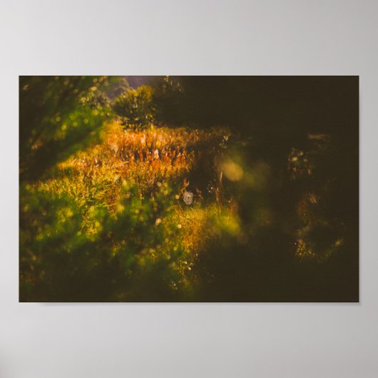 自然風景森スパイダースパイダーウェブ ポスター (正面)