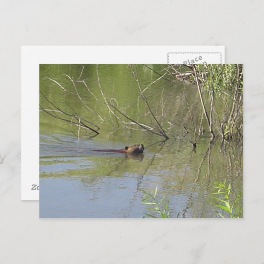 自然2 ポストカード (正面/裏面)