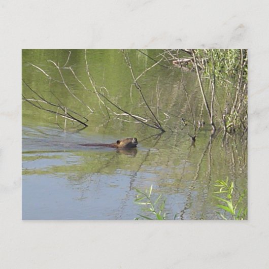 自然2 ポストカード (正面)