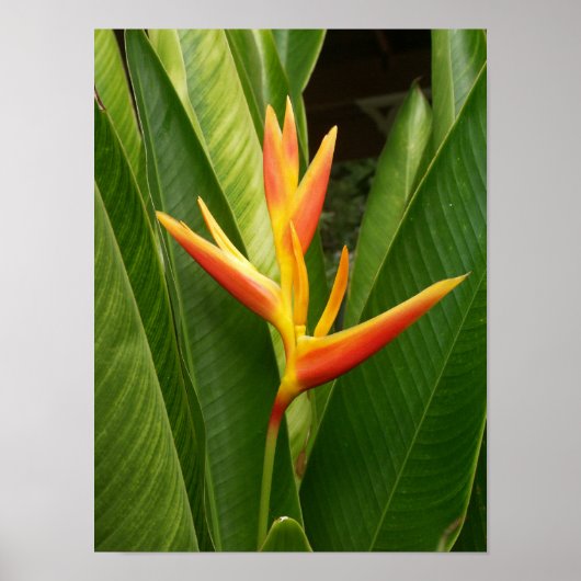 自然 ポスター (正面)