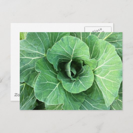 自然 ポストカード (正面/裏面)