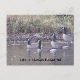 自然 ポストカード