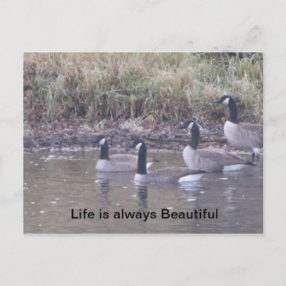 自然 ポストカード