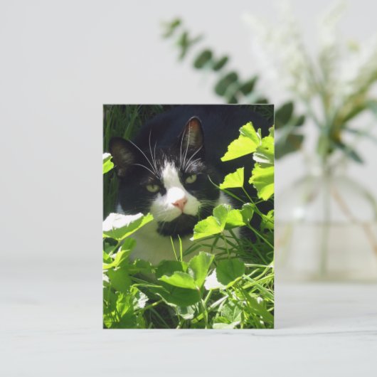 自然 ポストカード (スタンド正面)