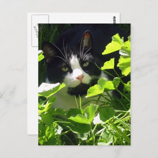 自然 ポストカード (正面/裏面)