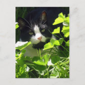 自然 ポストカード (正面)