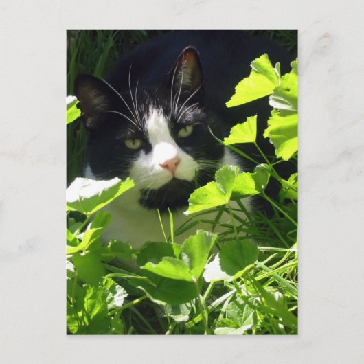 自然 ポストカード (正面)