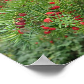 自然，枝，植物，自然，季節，赤，ベリー ポスター (角)