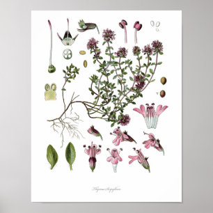 自然,植物学プリント,野生タイムの花芸術 ポスター