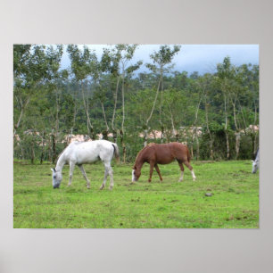 自然 – 私たちは平和を探す ポスター