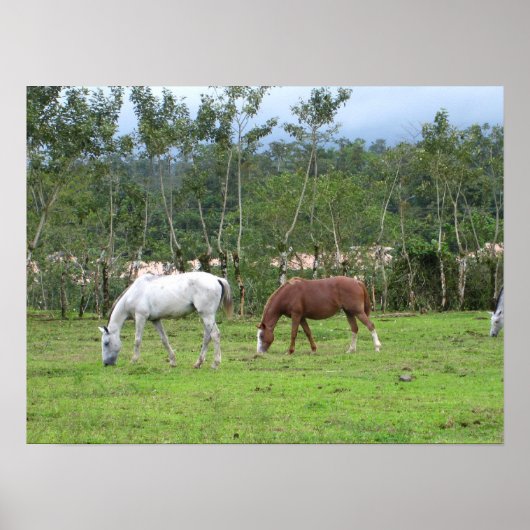 自然 – 私たちは平和を探す ポスター (正面)