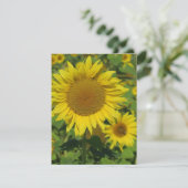 自然，花，夏，ひまわり，花，フローラ (スタンド正面)