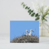 自然，鳥，コウノトリ，巣，白，動物，空 ポストカード (スタンド正面)