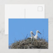 自然，鳥，コウノトリ，巣，白，動物，空 ポストカード (正面/裏面)