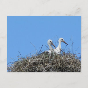 自然，鳥，コウノトリ，巣，白，動物，空 ポストカード
