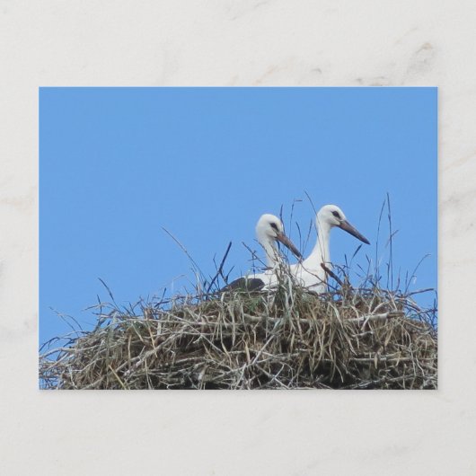 自然，鳥，コウノトリ，巣，白，動物，空 ポストカード (正面)