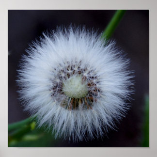 自然(&A)、太陽(&s sun) ポスター