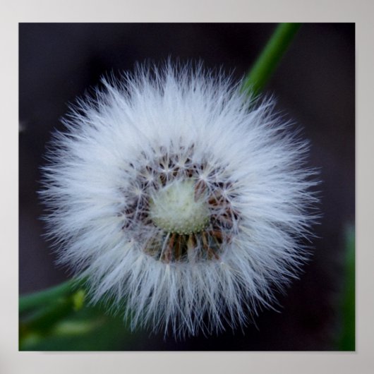 自然(&A)、太陽(&s sun) ポスター (正面)