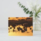 自然- Ducks at Dawn ポストカード (スタンド正面)