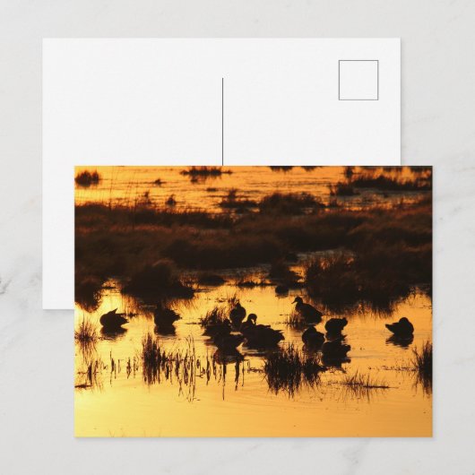 自然- Ducks at Dawn ポストカード (正面/裏面)