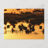 自然- Ducks at Dawn ポストカード (正面)