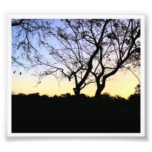 自然EVERGLADES写真 フォトプリント            (正面)