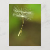 自由に - 飛び散るタンポポの種 ポストカード (正面)