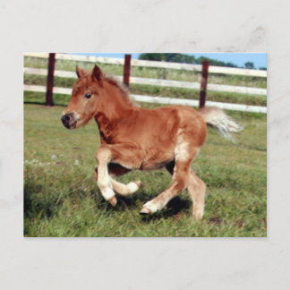 自由はがき ポストカード