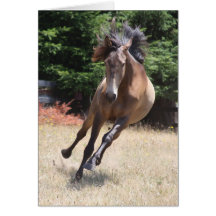自由奔放なルシタノ種の馬の無地カード