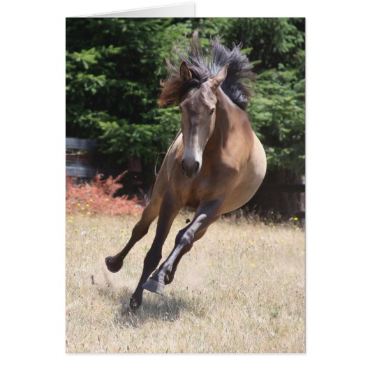 自由奔放なルシタノ種の馬の無地カード (正面)