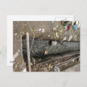 自由流下水排水 ポストカード (正面/裏面)